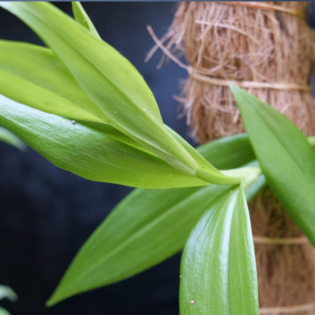 comment semer des graines de gloriosa superba lis de malabar avec les conseils de culture de Monde Vegetal