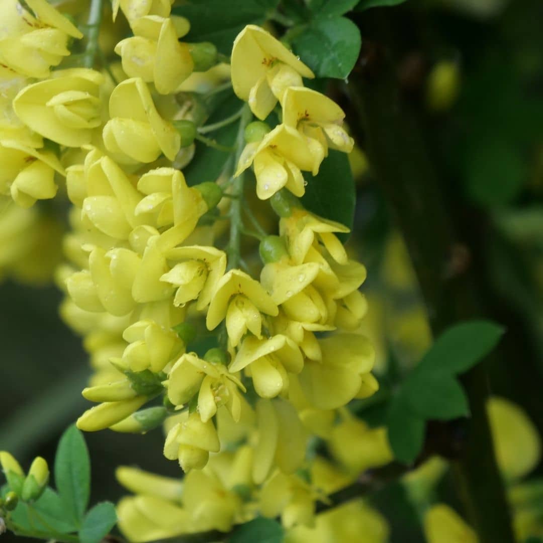 comment semer des graines de laburnum anagyroides monde vegetal