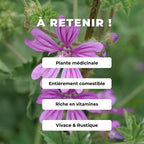 comment semer des graines de mauve en godet
