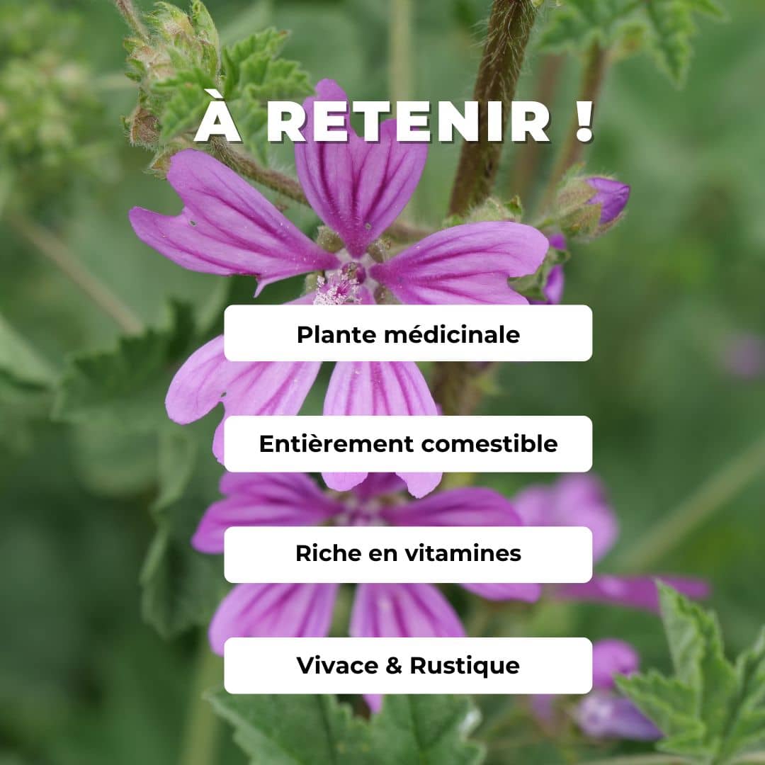 comment semer des graines de mauve en godet