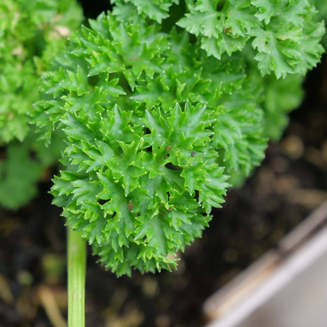 comment semer des graines de persil frisé avec les conseils de culture de monde vegetal