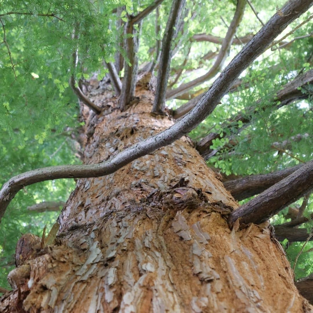 comment semer des graines de sequoia sempervirens avec monde vegetal