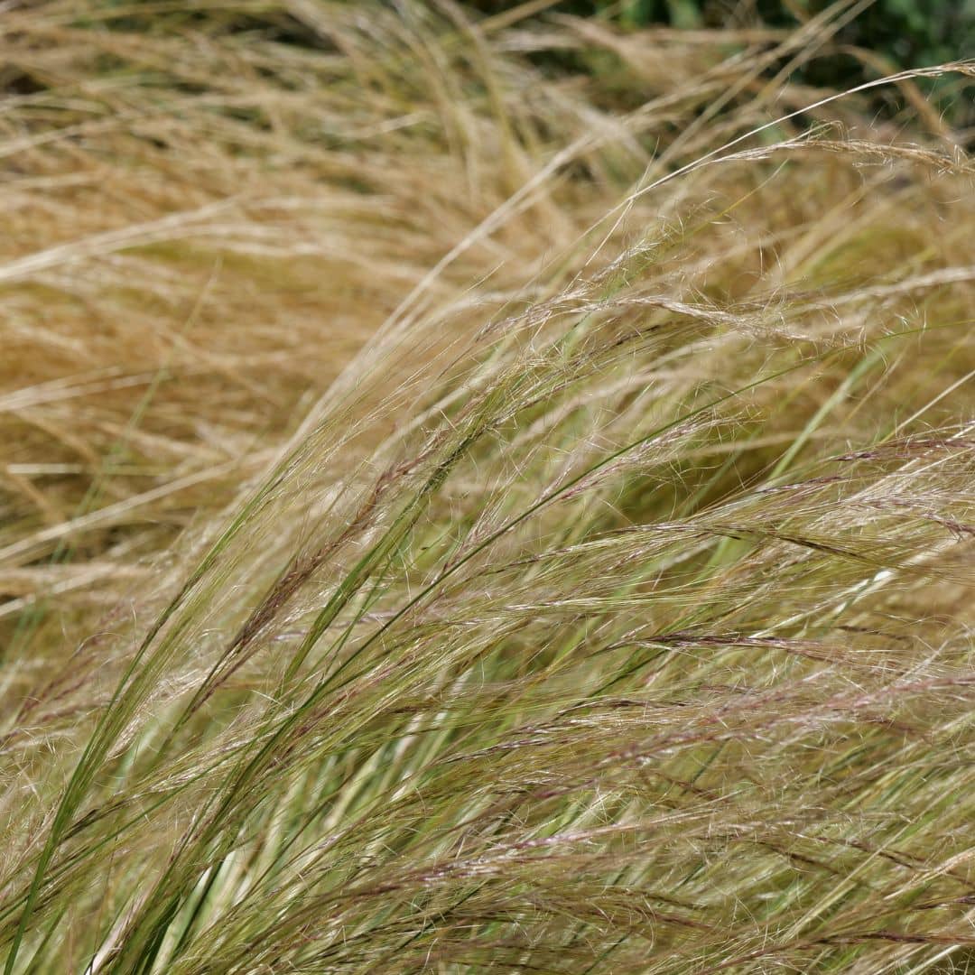 comment semer des graines de stipa  tenuissima et comment la cultiver