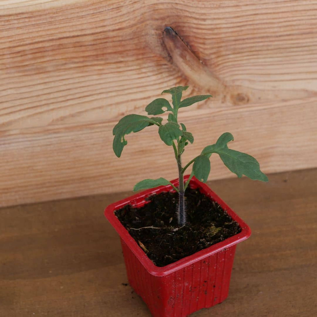 comment semer des graines de tomate indigo rose variétés de tomates rares de chez Monde Vegetal et cultiver 
