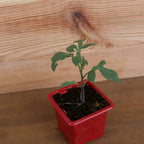comment semer des graines de tomate indigo rose variétés de tomates rares de chez Monde Vegetal et cultiver 