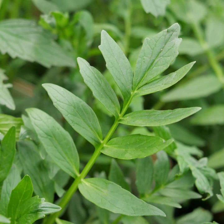 comment semer des graines de valeriane officinale valeriana officinalis