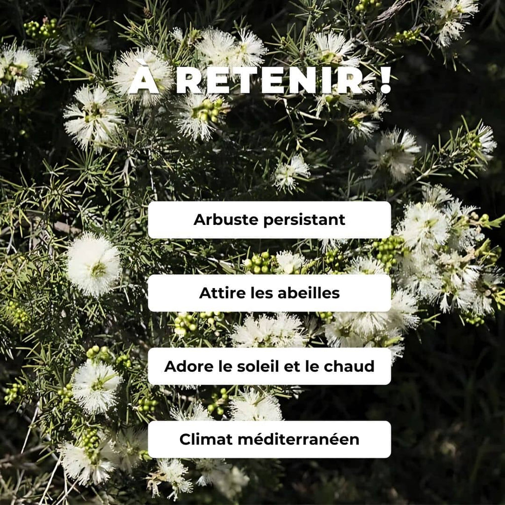  comment semer et cultiver des GRAINES - Myrte à Miel Melaleuca acuminata arbustes rares monde végétal 