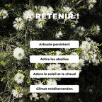  comment semer et cultiver des GRAINES - Myrte à Miel Melaleuca acuminata arbustes rares monde végétal 