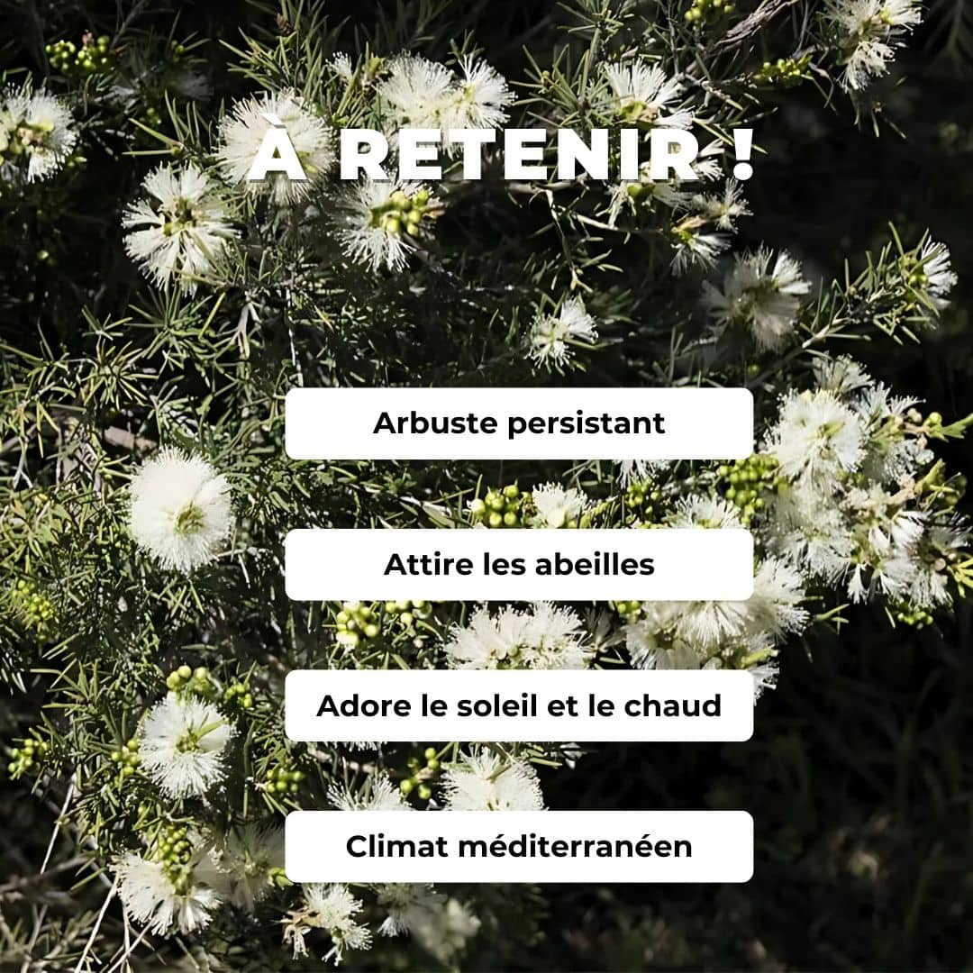  comment semer et cultiver des GRAINES - Myrte à Miel Melaleuca acuminata arbustes rares monde végétal 