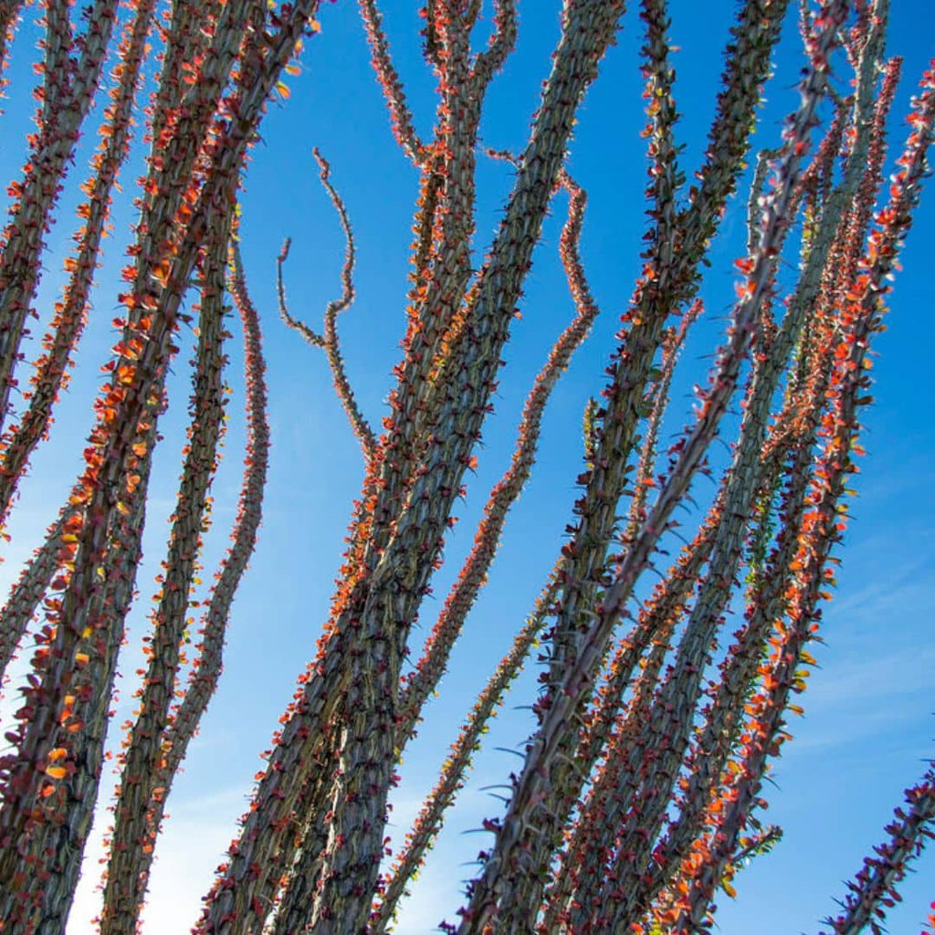 comment semer et cultiver l'Ocotillo plante xérophyte qui aime le sec