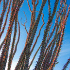 comment semer et cultiver l'Ocotillo plante xérophyte qui aime le sec