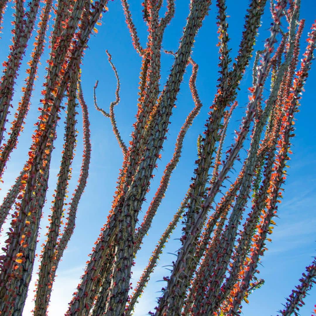 comment semer et cultiver l'Ocotillo plante xérophyte qui aime le sec