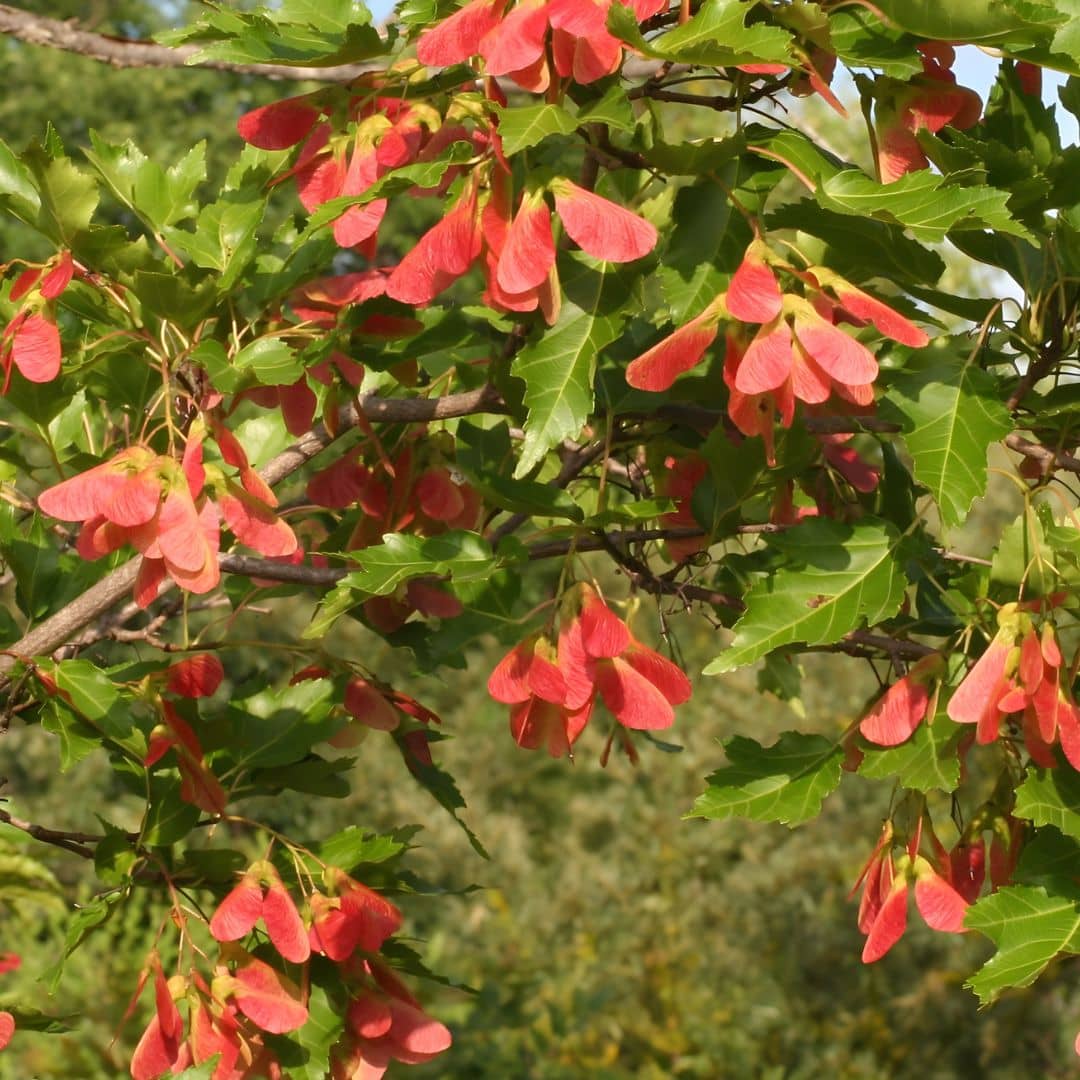 comment semer et cultiver l'érable trident un érable rare et facile à vivre