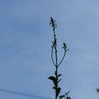 comment semer et cultiver la verveine officinale verbena officinalis