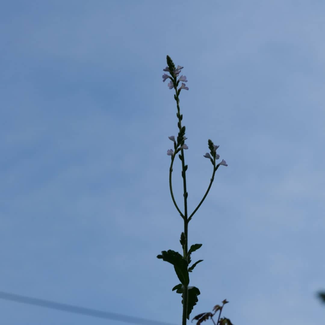 comment semer et cultiver la verveine officinale verbena officinalis