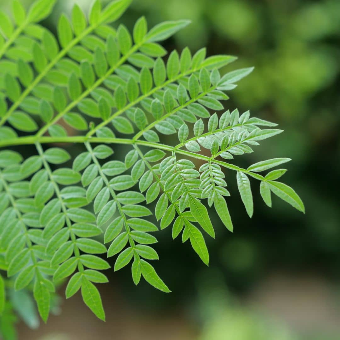 comment semer et cultiver le jacaranda en france