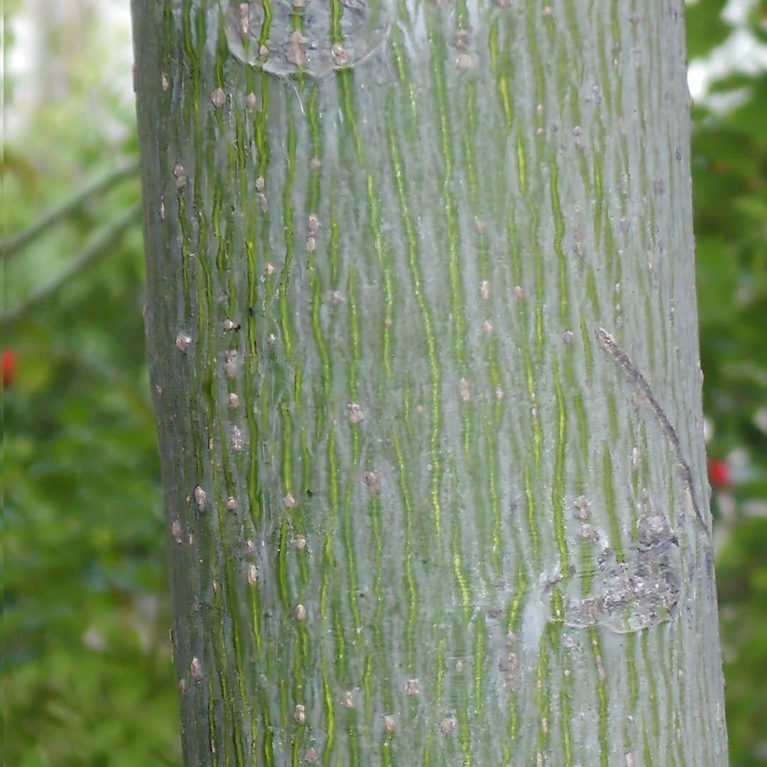comment semer et cultiver le parasol chinois