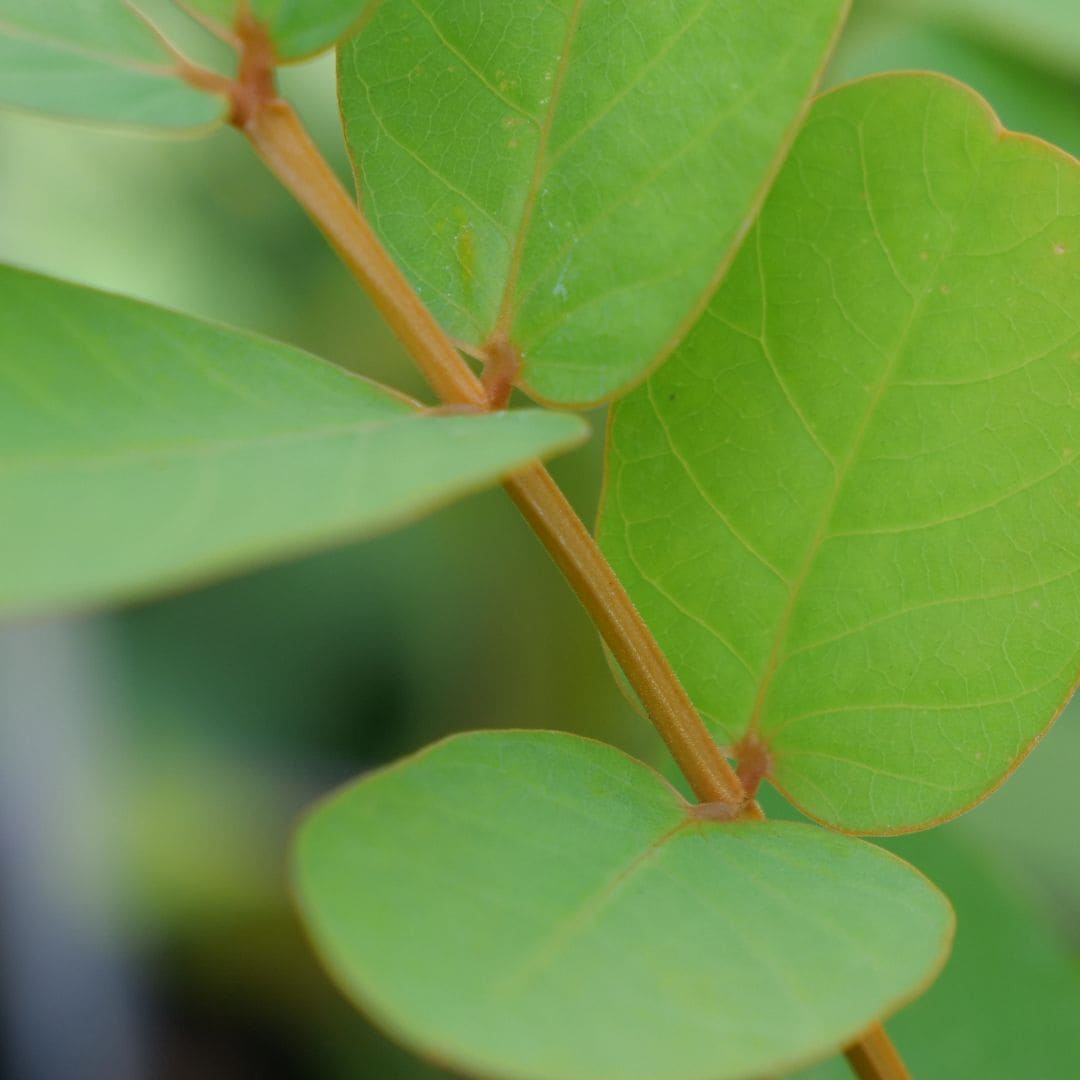 comment semer et cultiver le senna alata dartrier plantes tropicales rares à collectionner