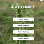comment semer et cultiver mes GRAINES Marrube blanc Marrubium vulgare monde végétal