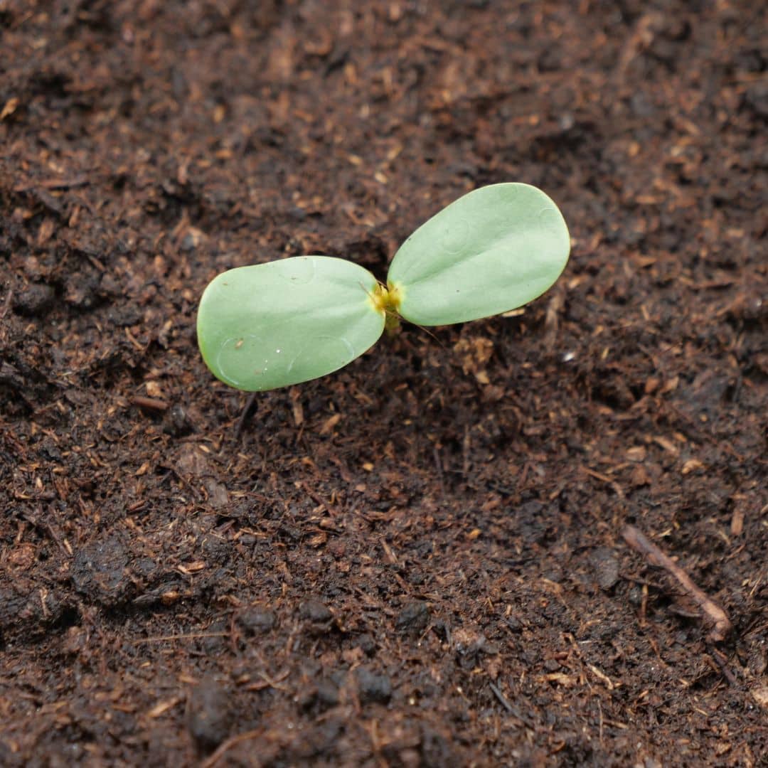 comment semer et faire germer des graines de senna alata avec tous les conseils de culture de monde vegetal