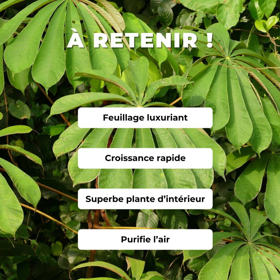 comment semer et faire pousser des graines de Musanga Monde Végétal
