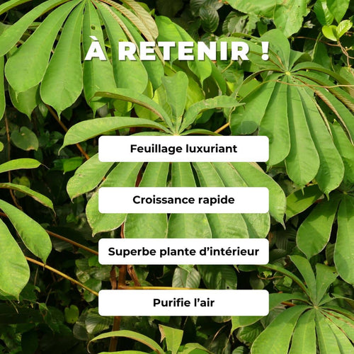 comment semer et faire pousser des graines de Musanga Monde Végétal