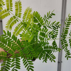 comment semer et planter des graines de delonix regia flamboyant rouge à cultiver
