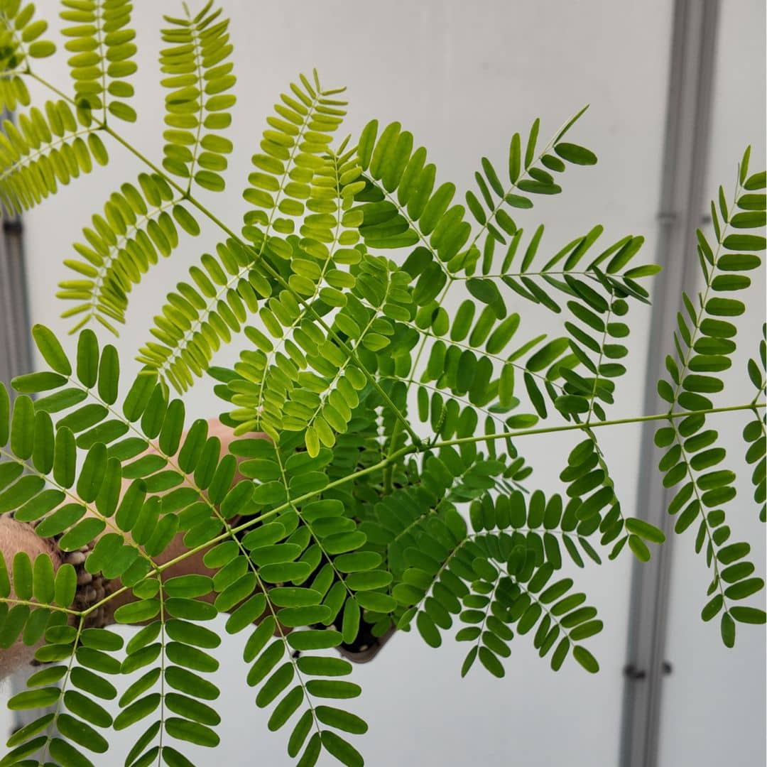 comment semer et planter des graines de delonix regia flamboyant rouge à cultiver