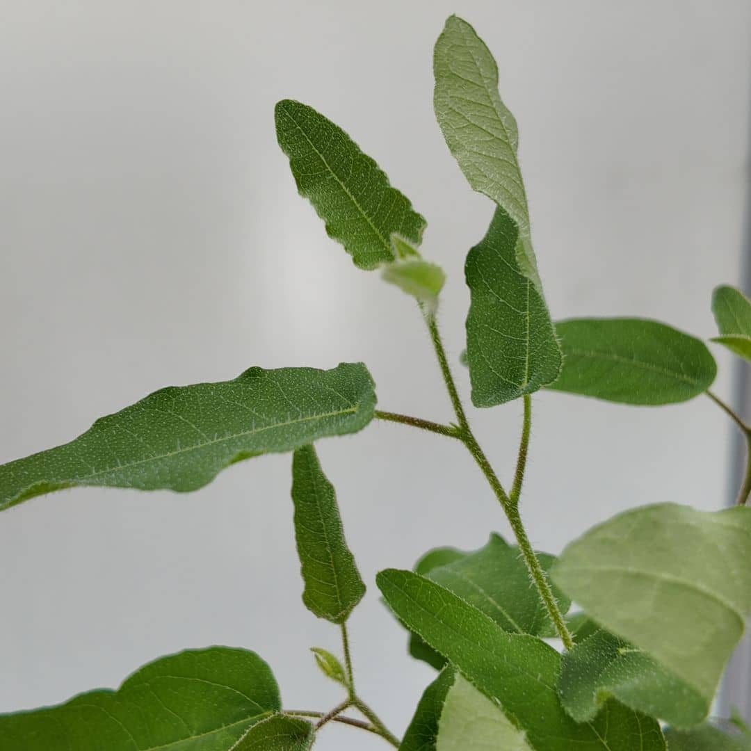 comment semer ou planter l'eucalyptus citronné corymbia citriodora 
