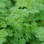 comment semer ses graines de cerfeuil commun avec monde vegetal
