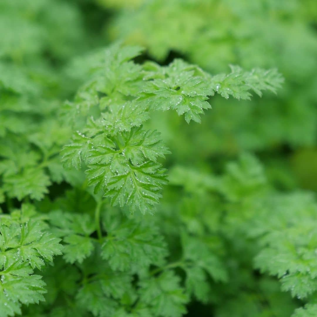 comment semer ses graines de cerfeuil commun avec monde vegetal