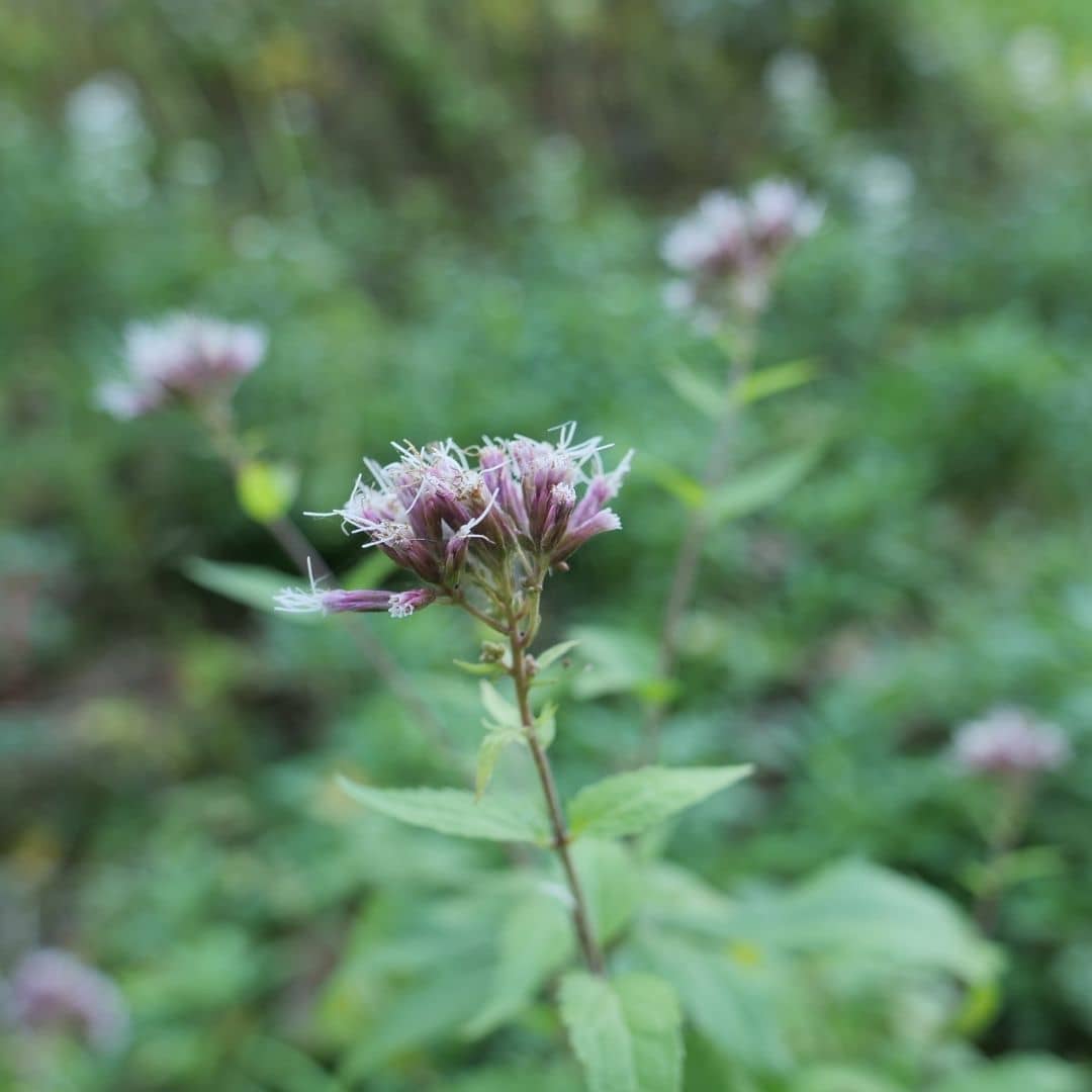 comment utiliser l'eupatoire à feuilles de chanvre