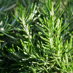 comment utiliser les feuilles du romarin rampant en cuisine salvia rosmarinus monde vegetal