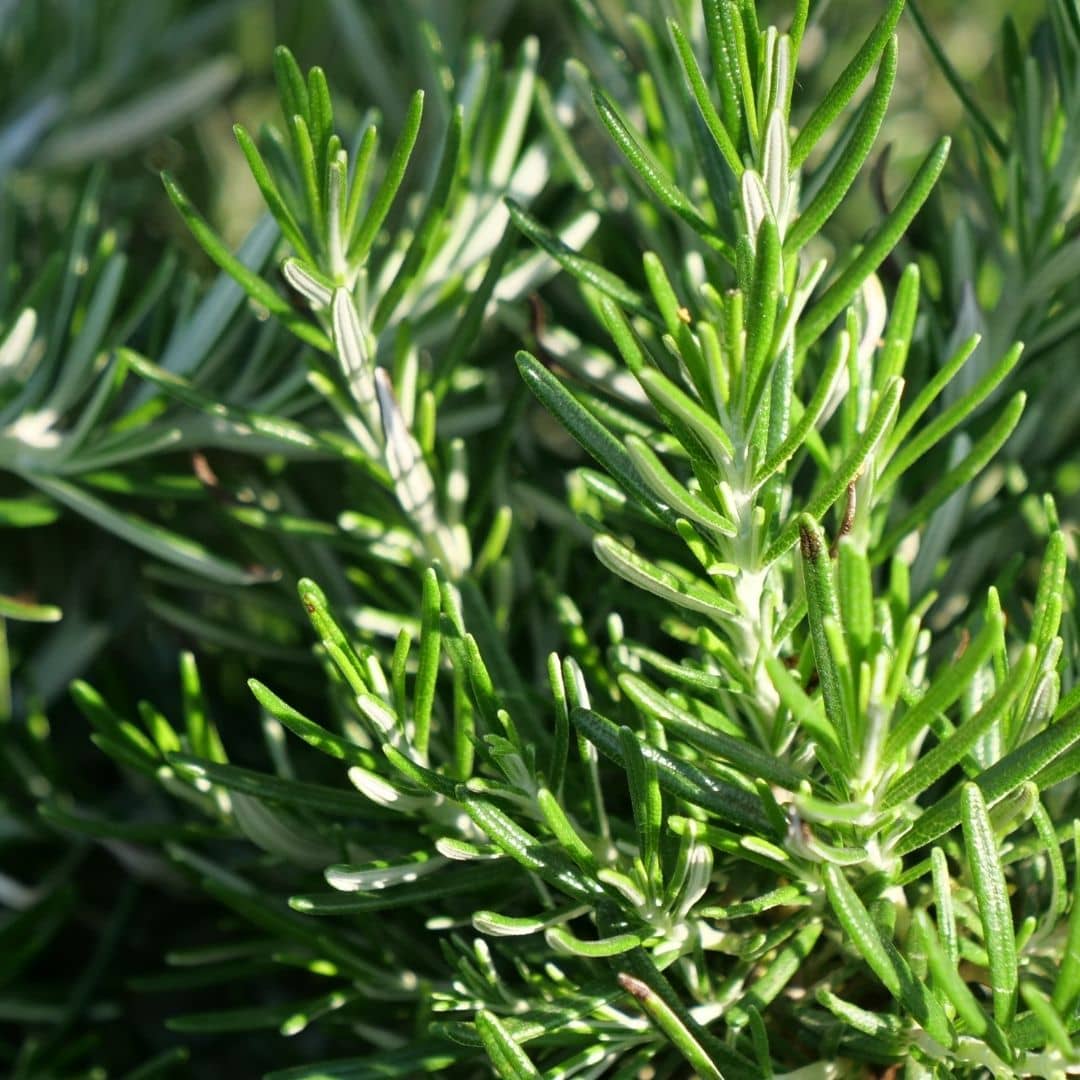 comment utiliser les feuilles du romarin rampant en cuisine salvia rosmarinus monde vegetal