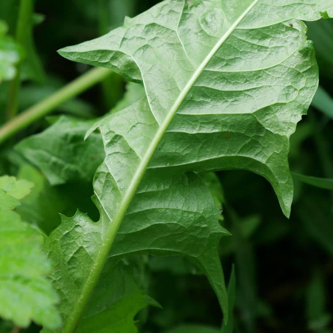 GRAINES - Pissenlit Officinal (Taraxacum officinale)