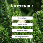 comment semer et cultiver le Myrte commun arbre méditerranéen aromatique monde végétal