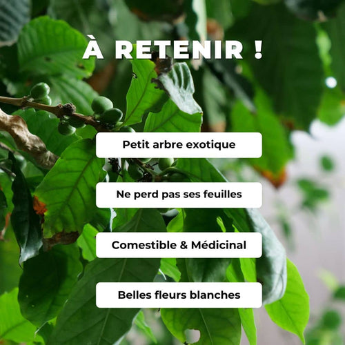 comment semer planter et cultiver le caféier monde végétal