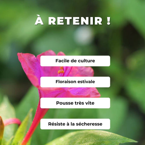 comment semer planter et cultiver mirabilis jalapa la belle de nuit avec monde végétal