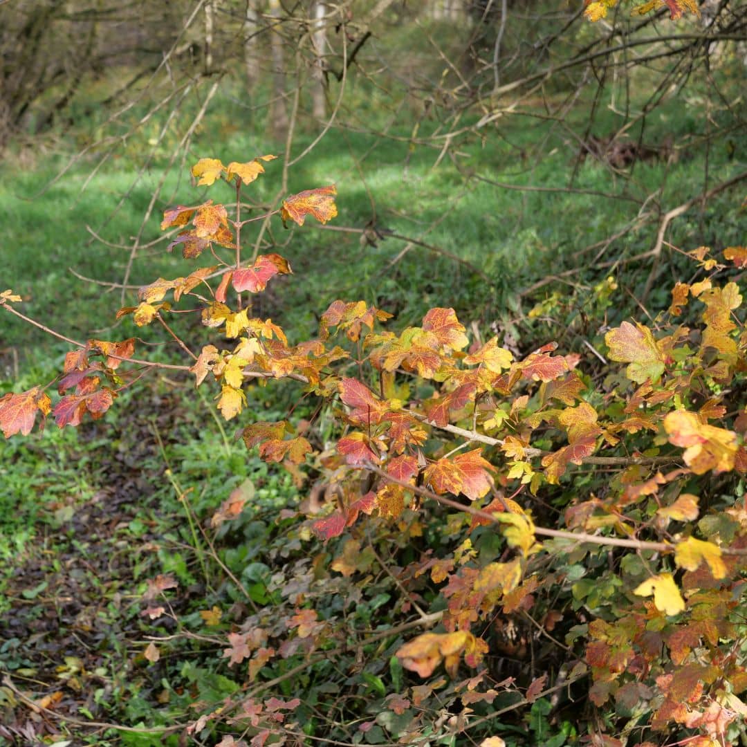 couleurs d'automne du feuillage de l'acer campestre un petit arbuste sauvage résistant sur le froid