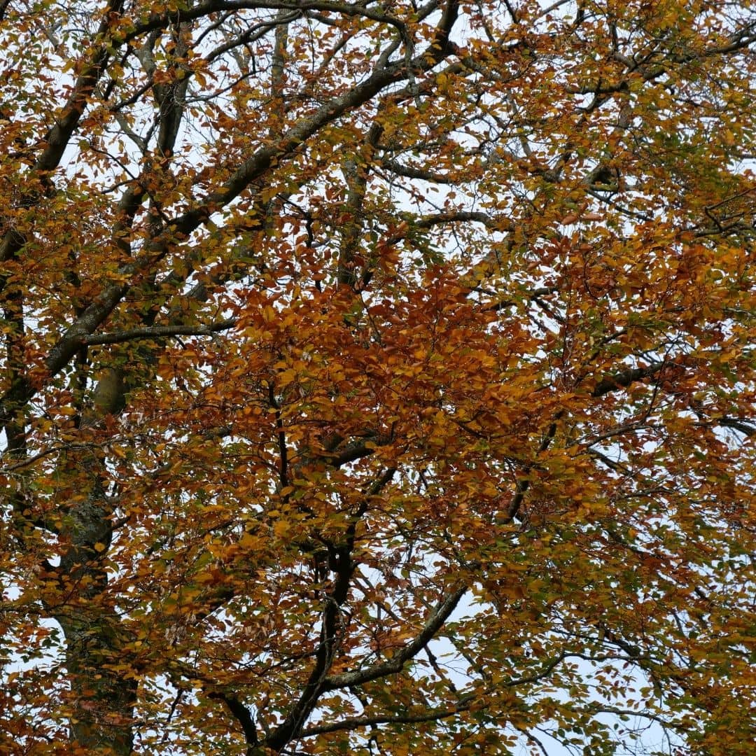 couleurs d'automne du hêtre commun fagus sylvatica