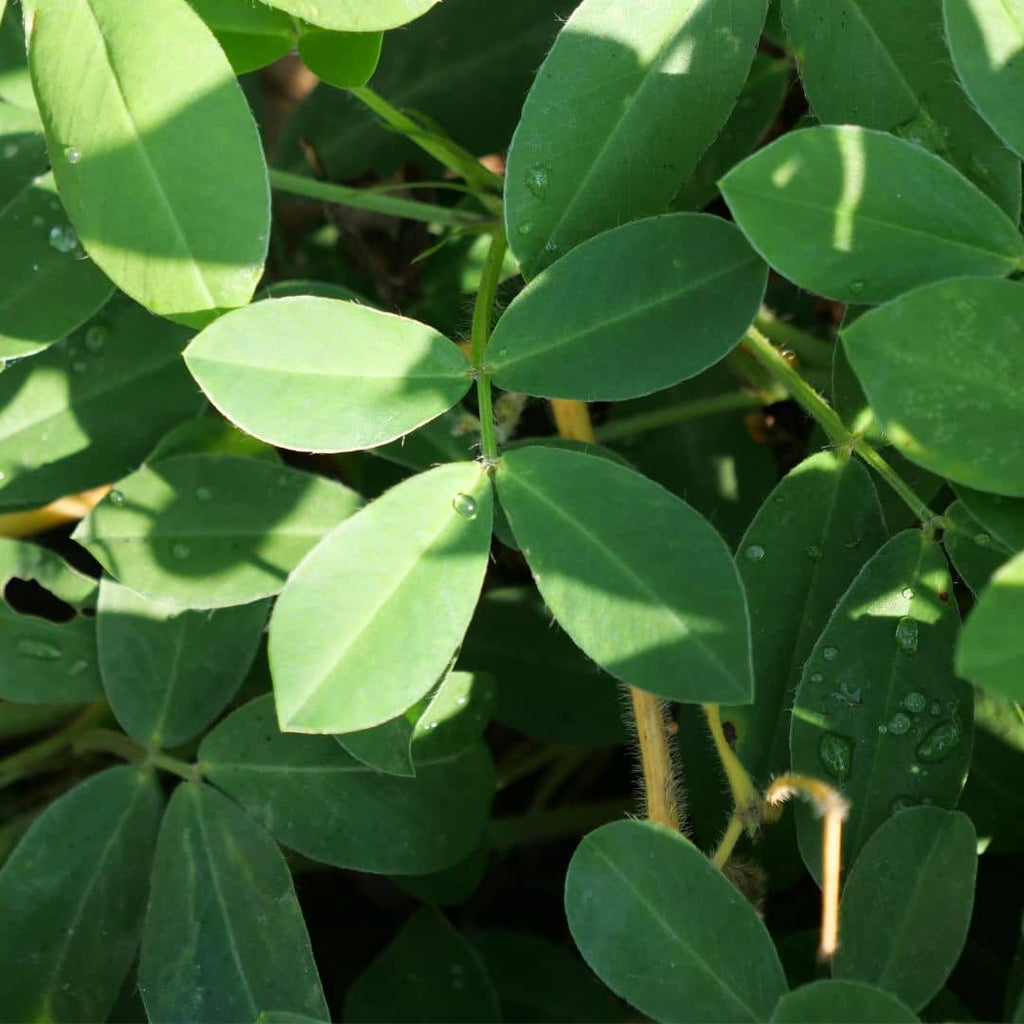 cultiver des graines de cacahuète arachis hypogaea avec monde vegetal