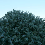 cultiver l'atriplex halimus, l'épinard de bord de mer de monde vegetal