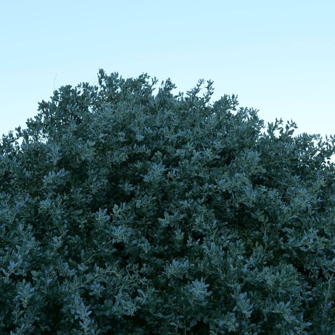 cultiver l'atriplex halimus, l'épinard de bord de mer de monde vegetal