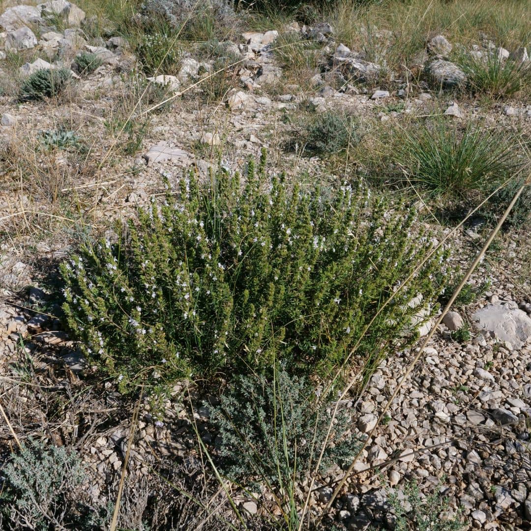 cultiver l'hysope officinale une plante de garrigue médicinale résistante à la sécheresse