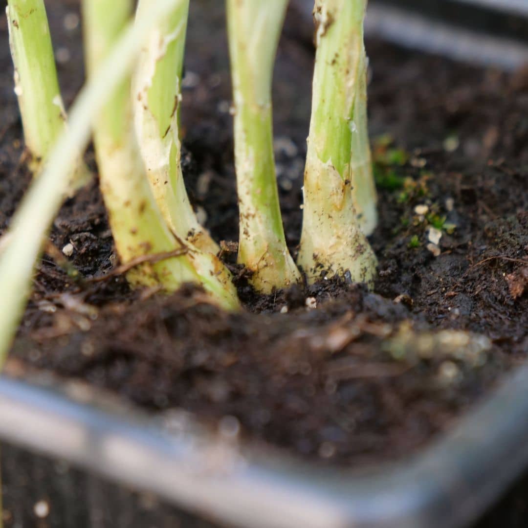 cultiver l'oignon poireau Ishikura  Allium fistulosum