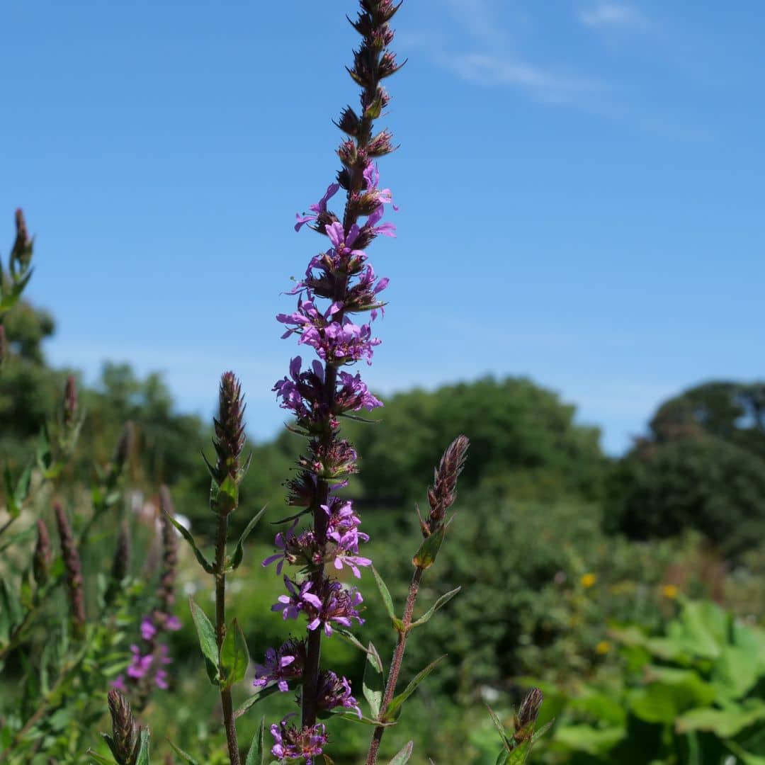 cultiver la Lythrum salicaria près des zones humides pour sa floraison estivale