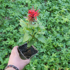 cultiver la Monarde Rouge Monarda didyma plante aromatique médicinale et mellifère