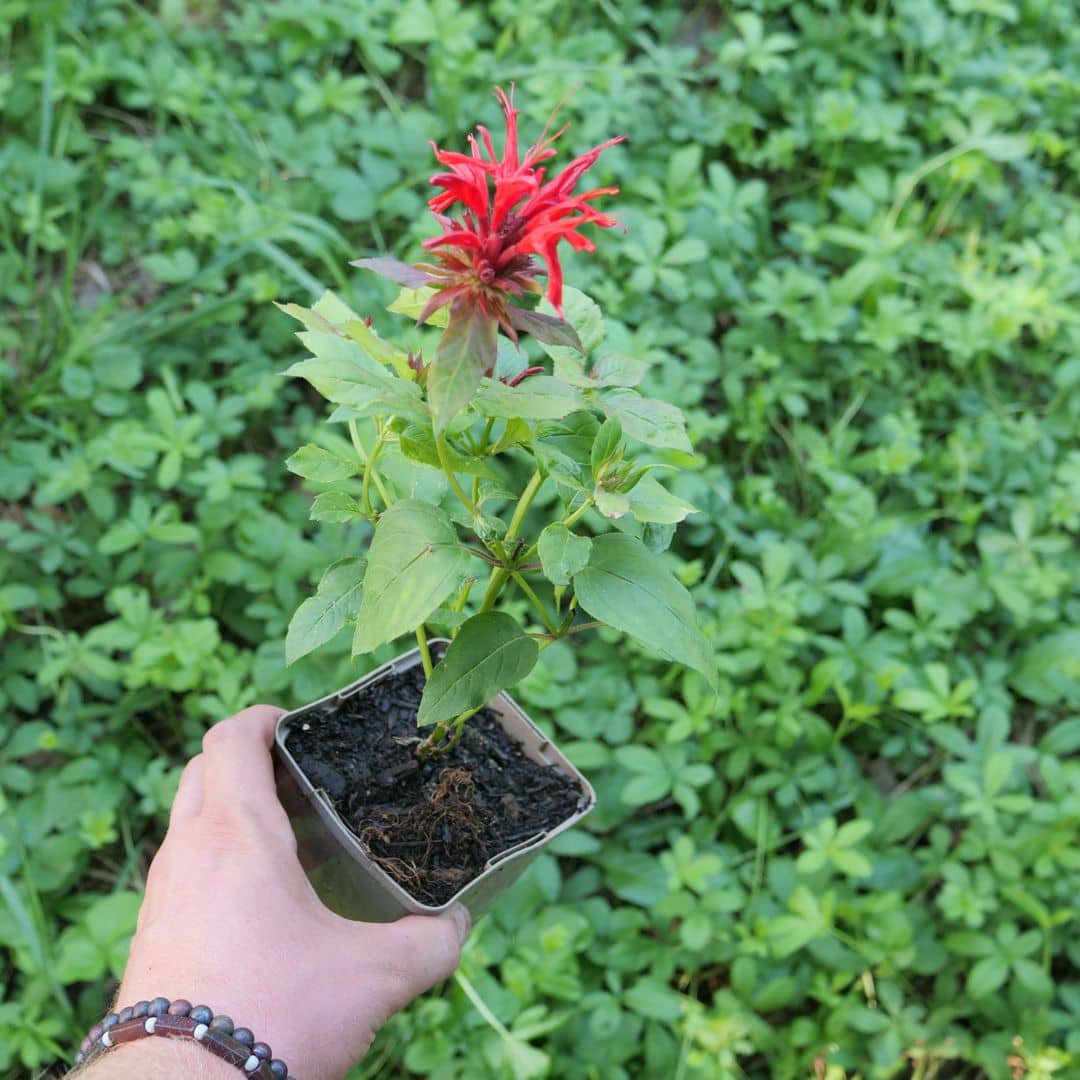 cultiver la Monarde Rouge Monarda didyma plante aromatique médicinale et mellifère