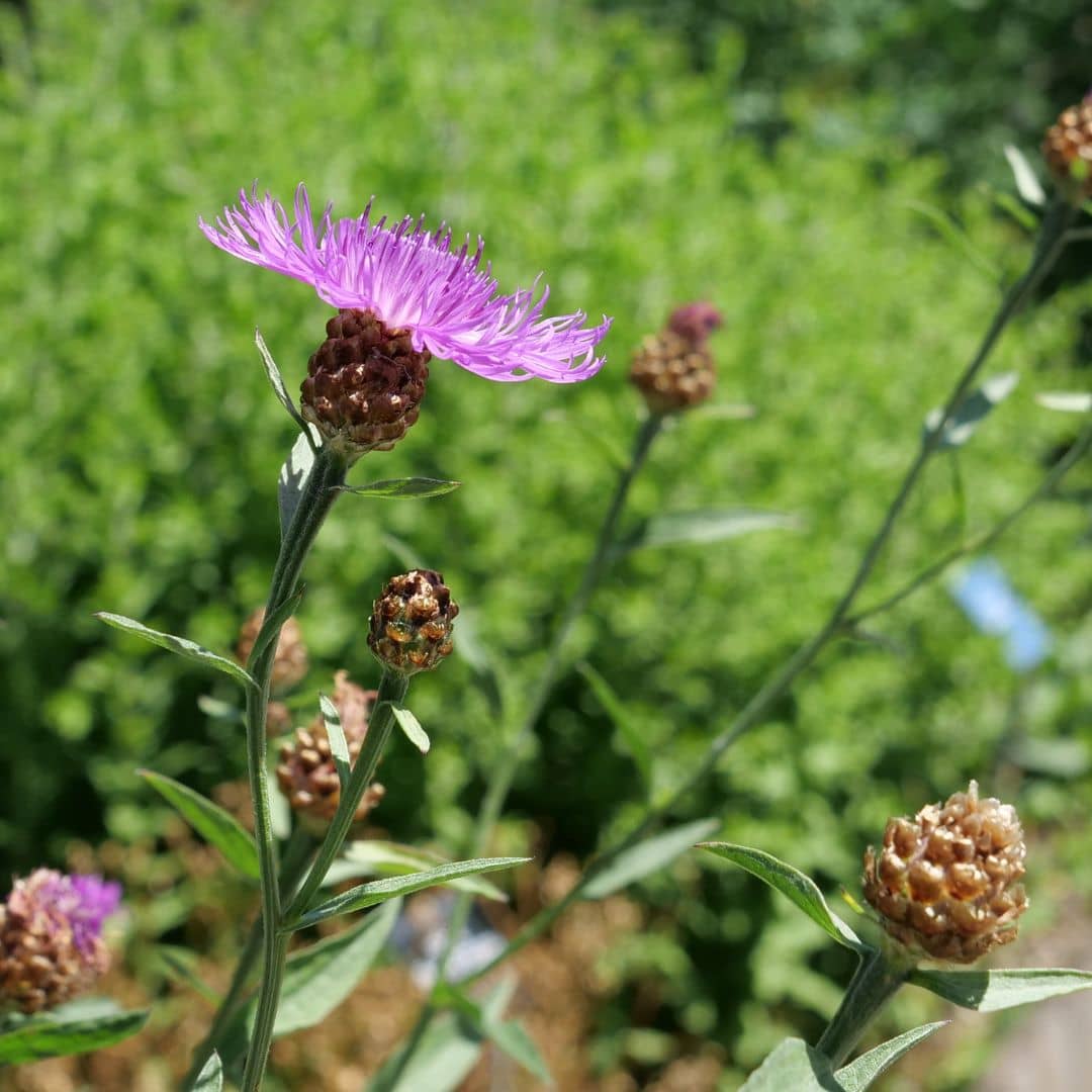 cultiver la centaurea jacea au jardin pour un jardin resistant au sec avec peu d'entretien 