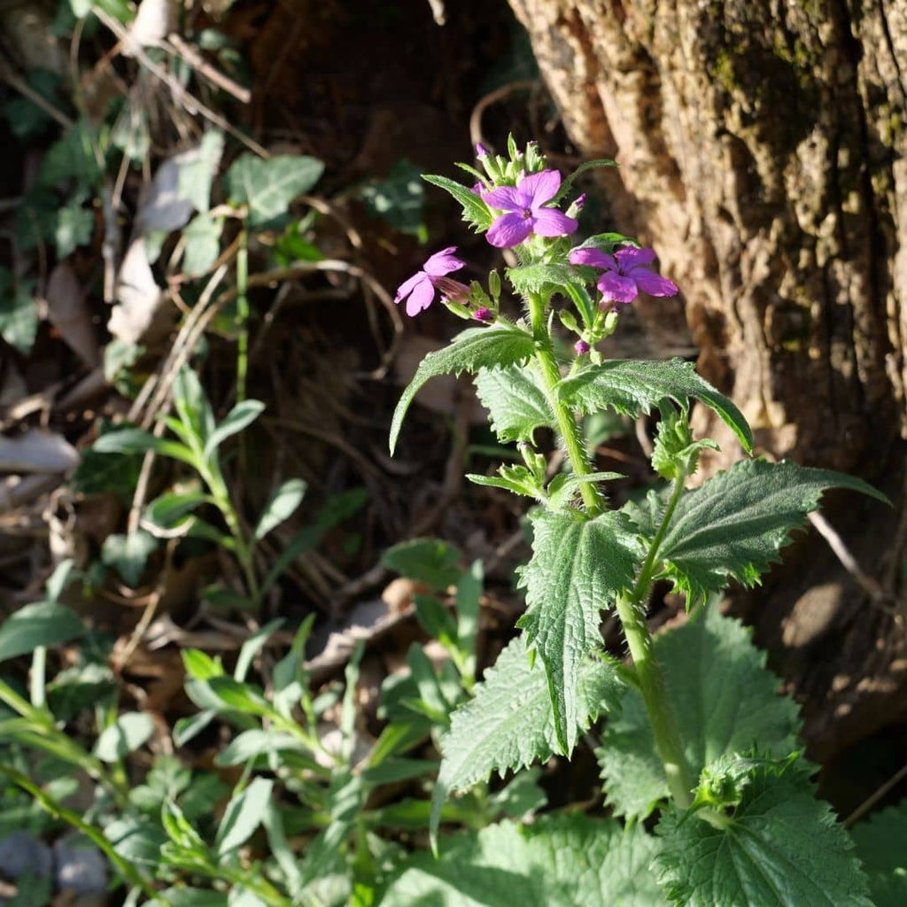 cultiver la monnaie du pape linaria annua une des plantes sauvages les plus facile à cultiver